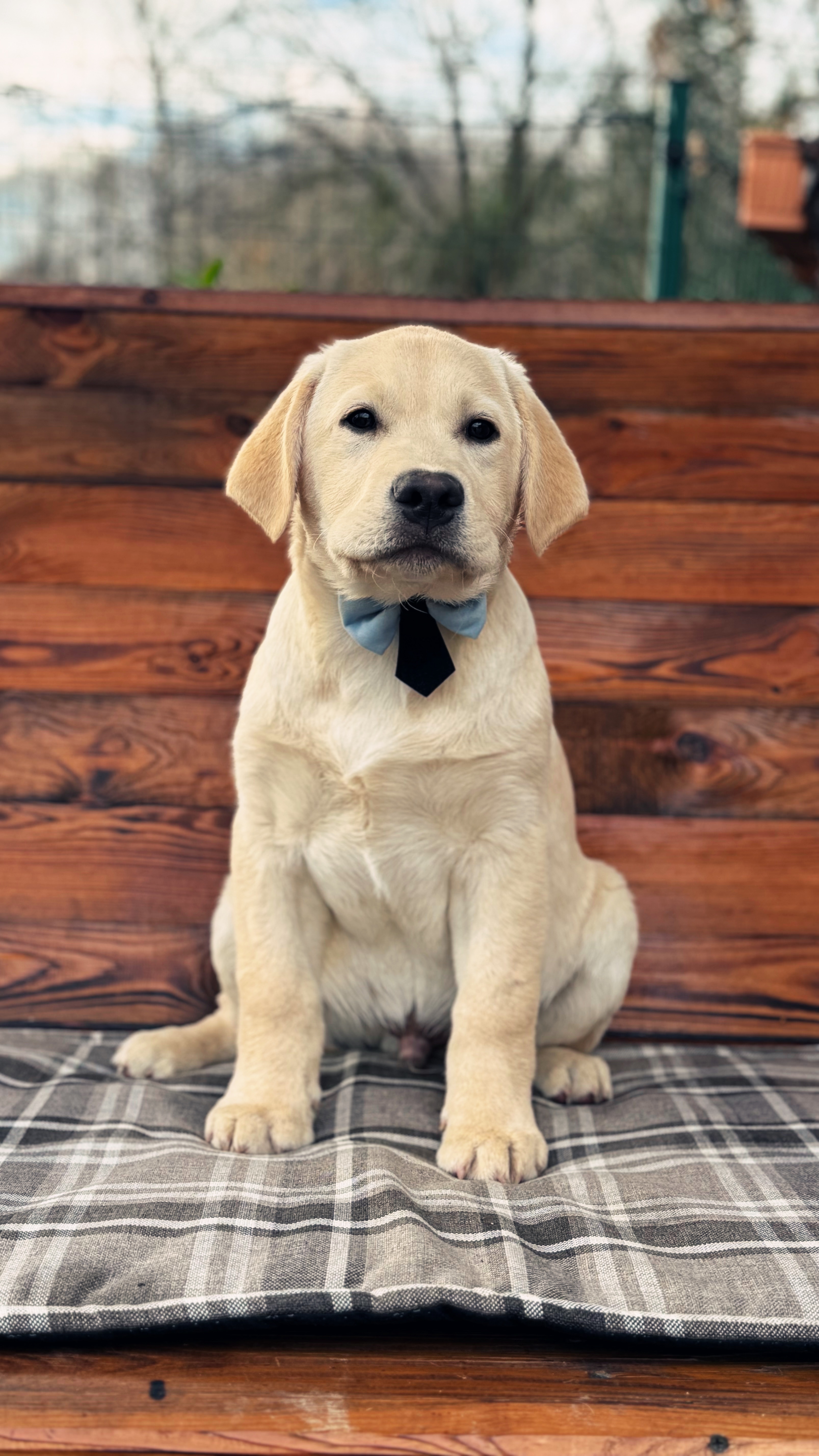 Final Countdown By Topaz kennel